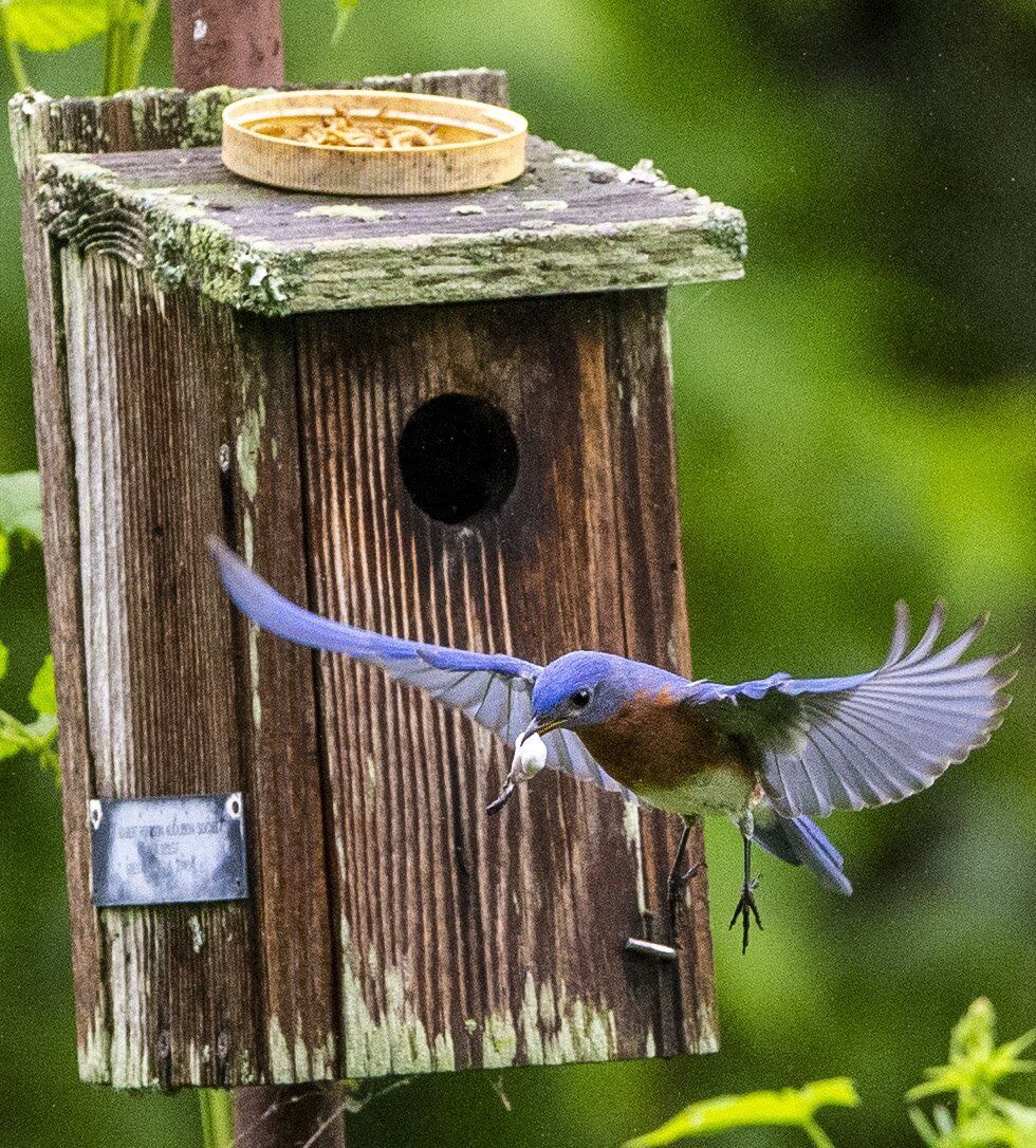 blue birds
